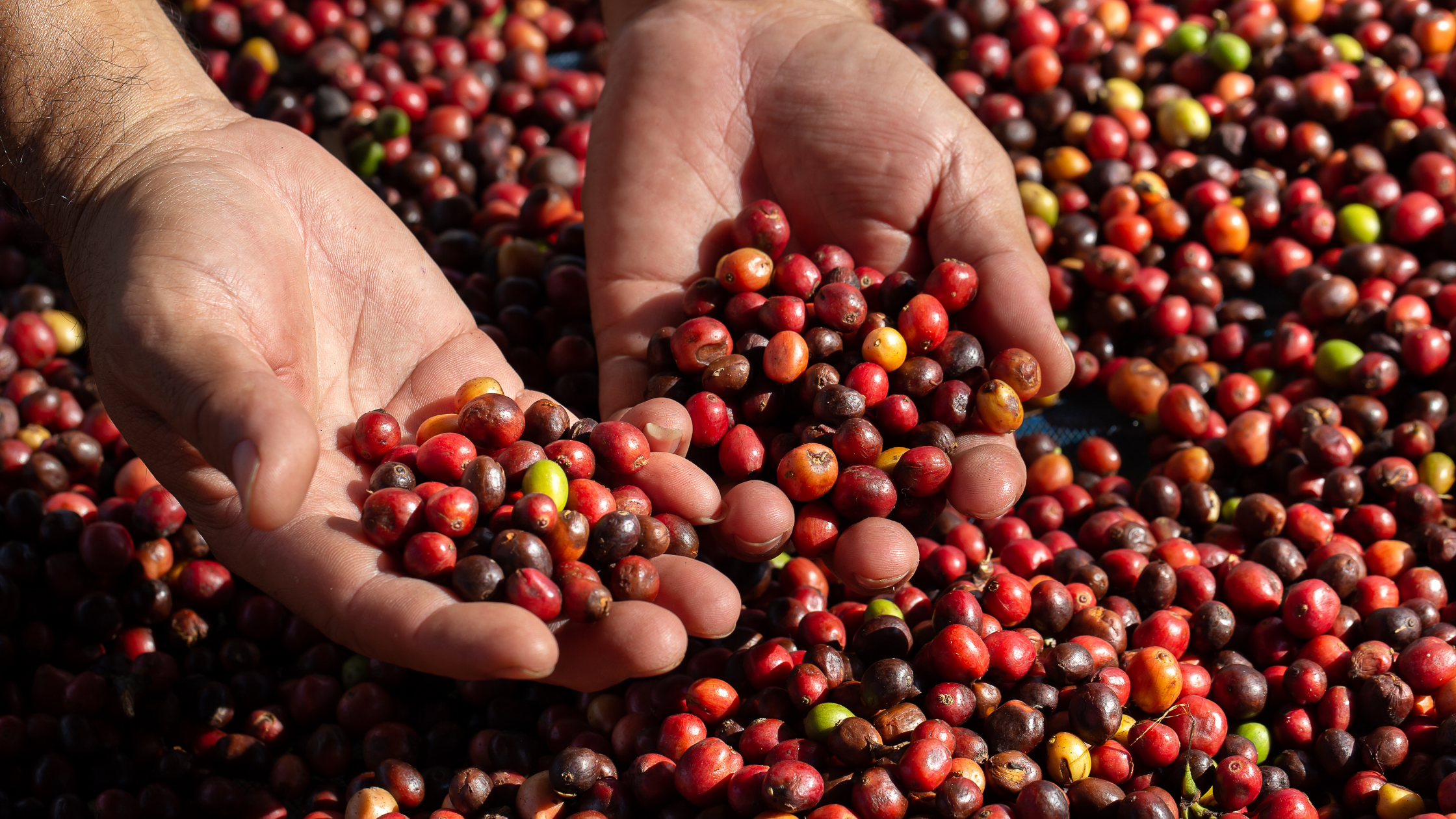 Natural Caffeine in Neuro Gum