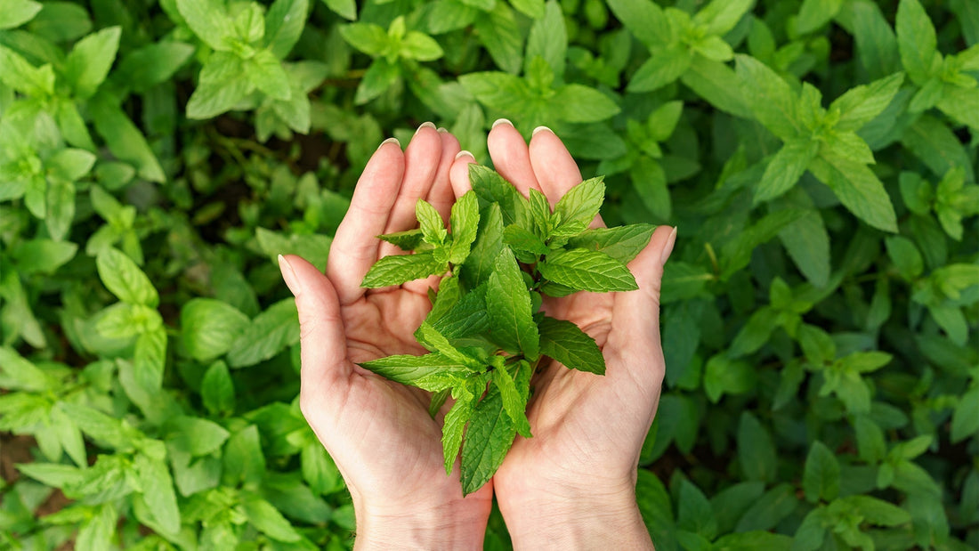 Exploring the Natural Ingredients of our Neuro Gum and Mints in Energy & Focus