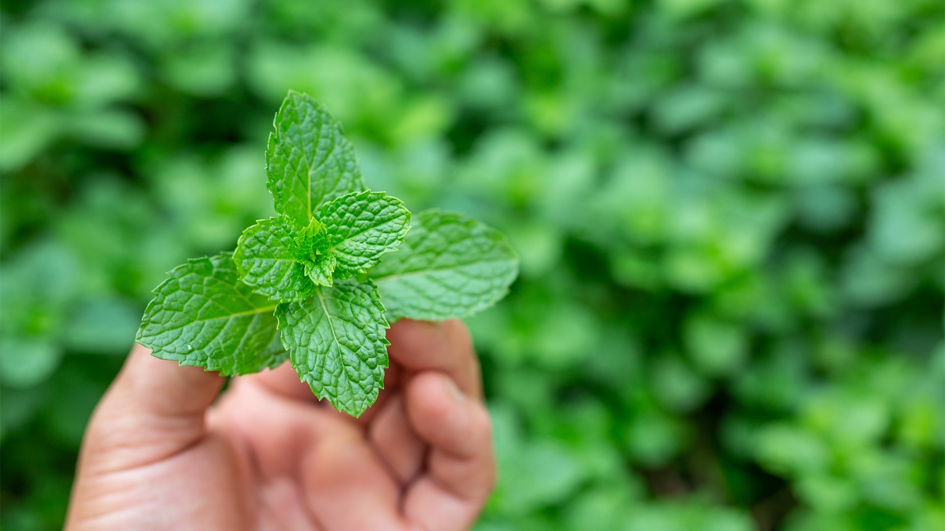 The Power of Peppermint: How NeuroGum's Flavor Enhances Cognitive Function
