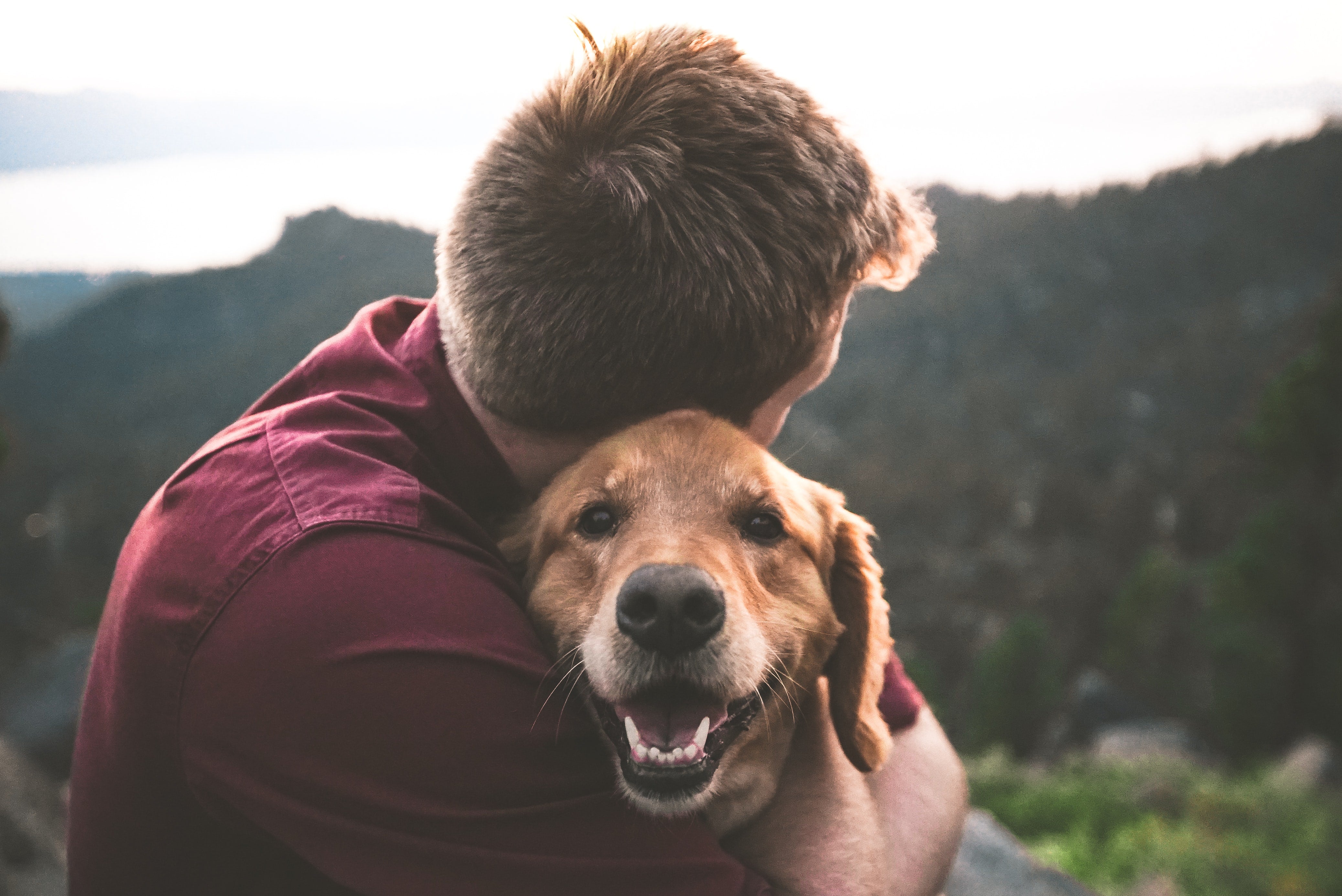 4 Reasons Why It’s Time To Get A Pet