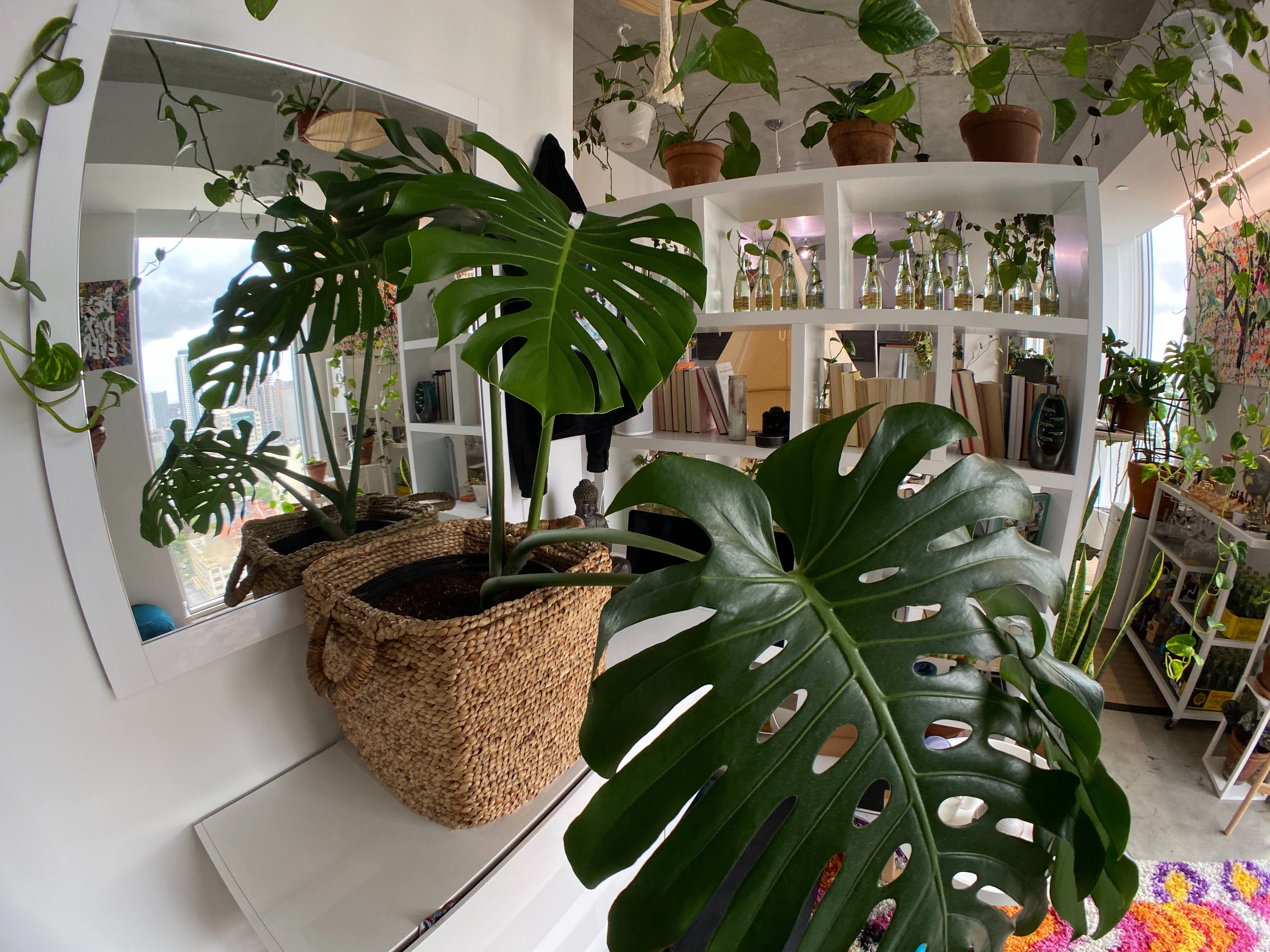 How to Grow Your Indoor Plants
