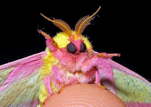 Do Bugs Get Headaches?